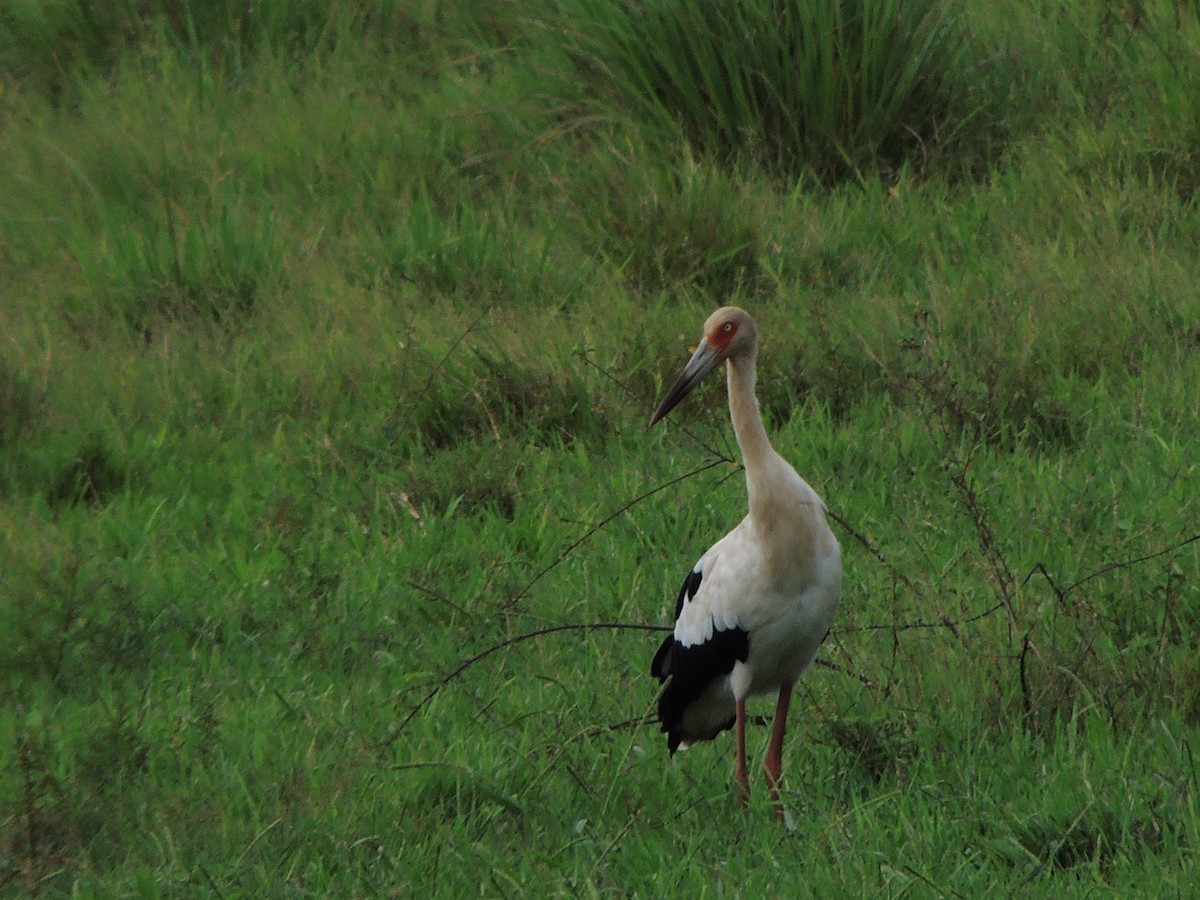 Maguari Stork - ML643351719