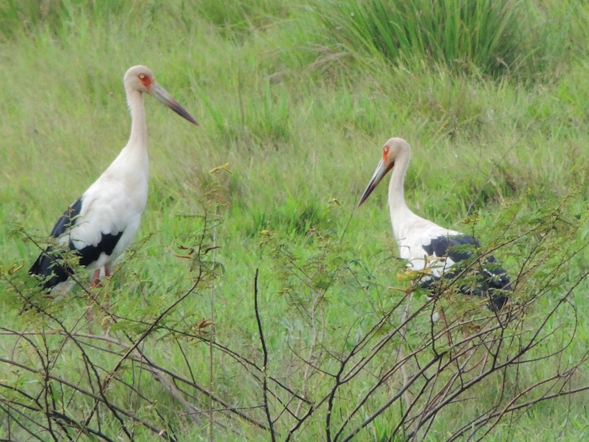 Maguari Stork - ML643351720