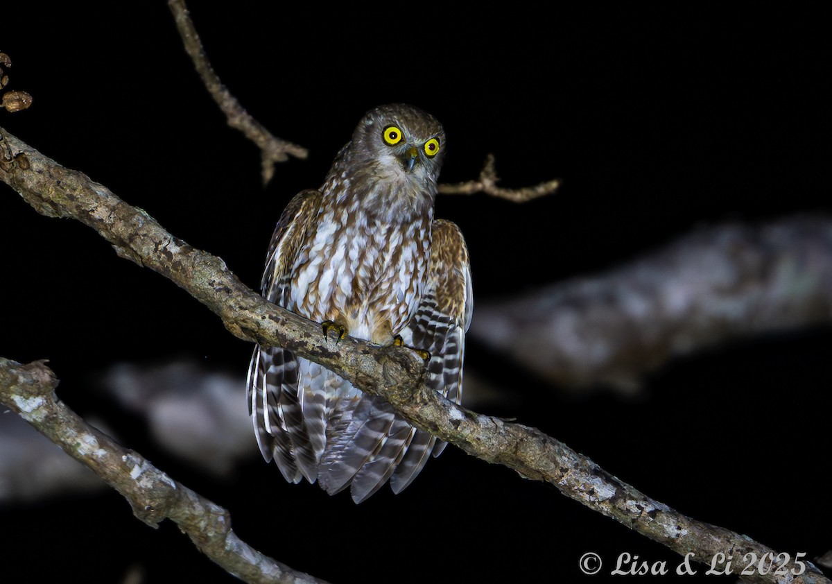 Timor Boobook - ML643351726