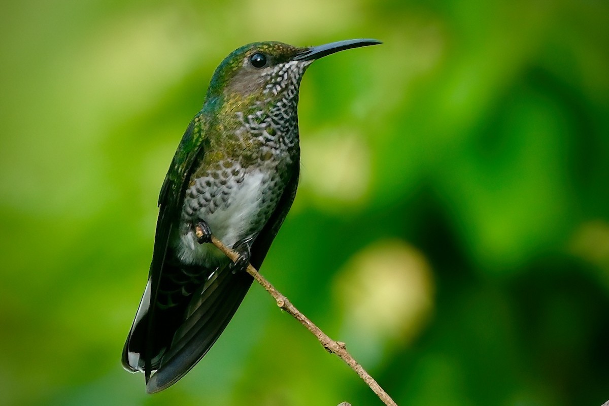 White-necked Jacobin - Susan Jackson