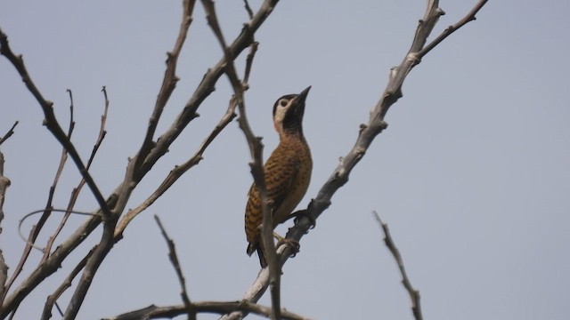 svartpannespett - ML643351740