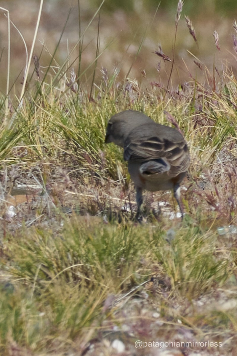 Diuca Finch - ML643351751