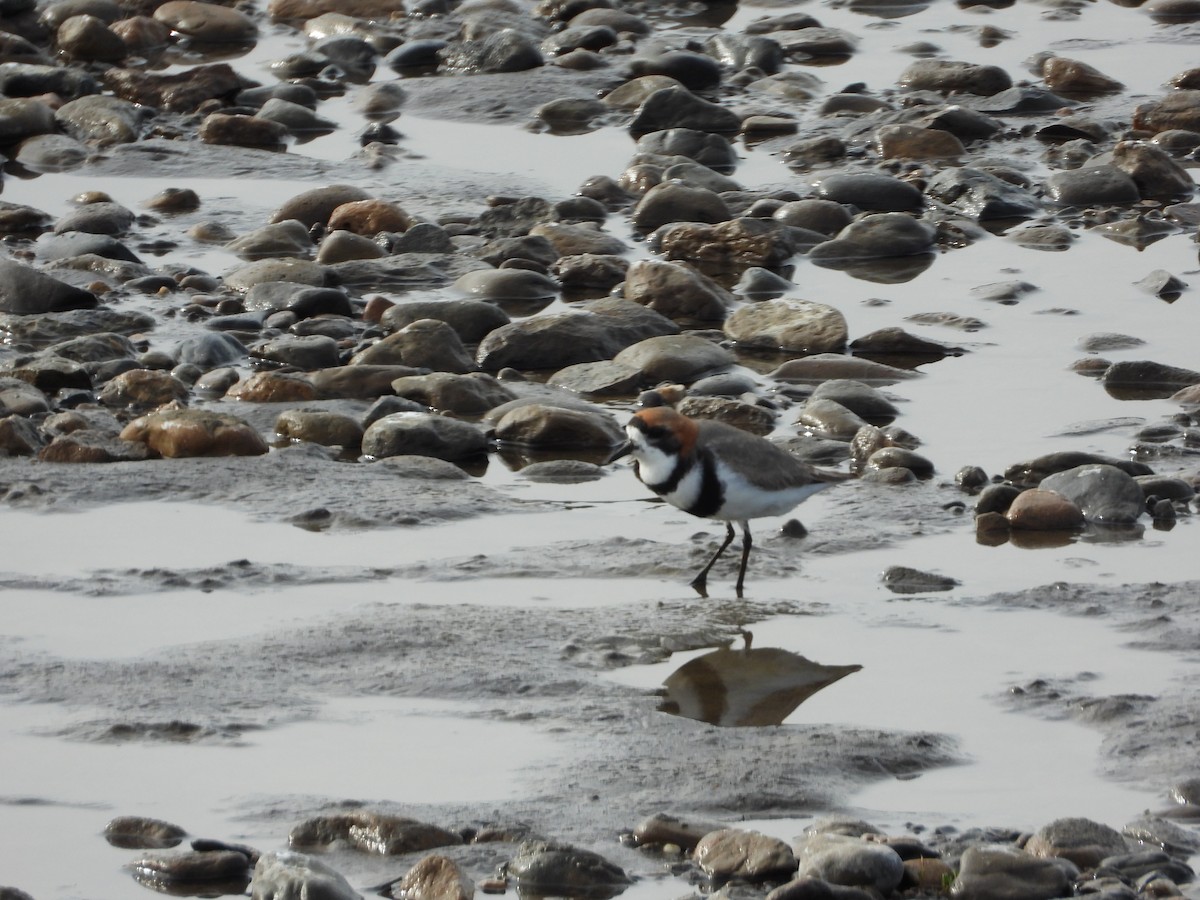 Two-banded Plover - ML643351753