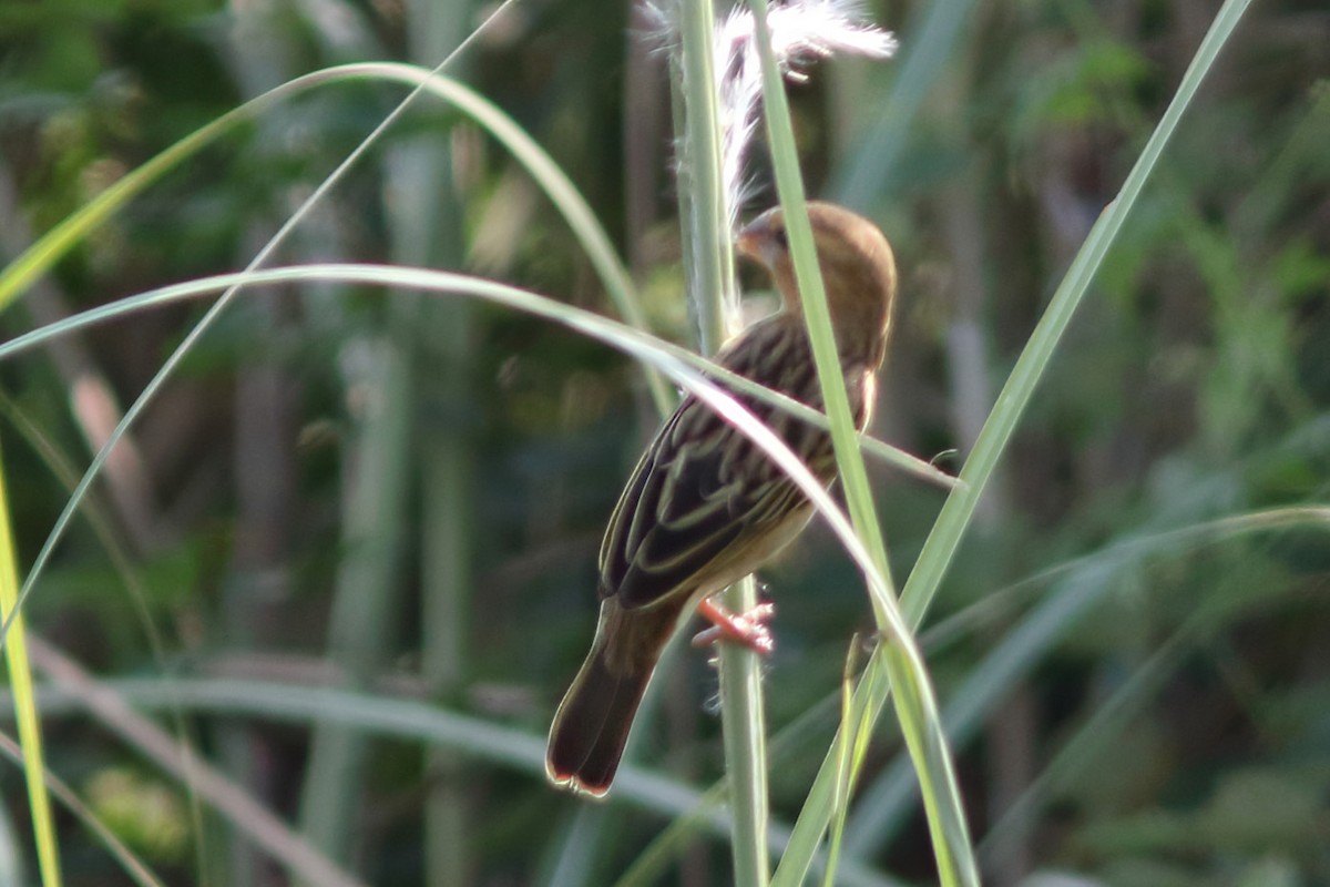 Asian Golden Weaver - ML643351755