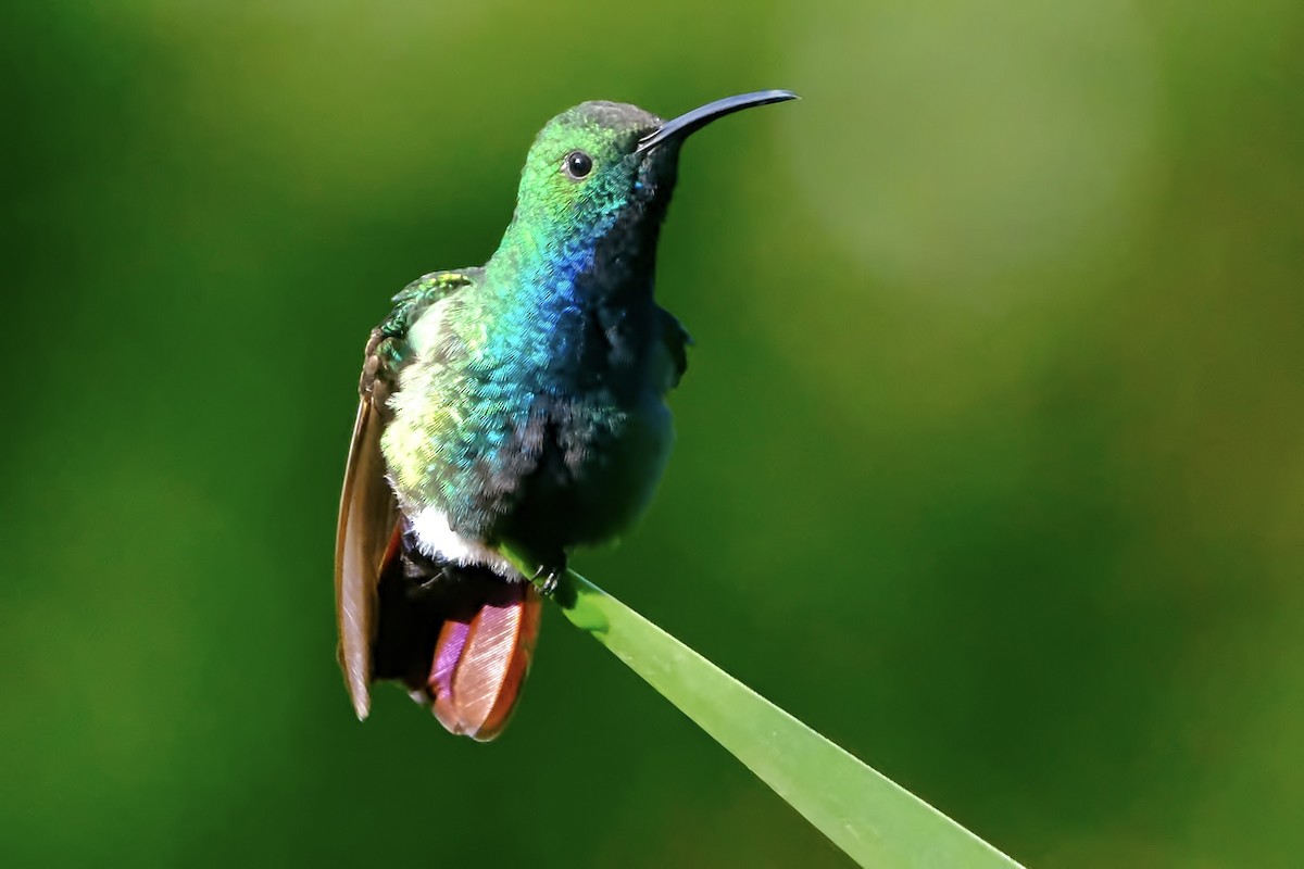 Green-breasted Mango - ML643351757