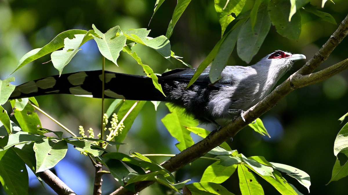 Green-billed Malkoha - ML643351770