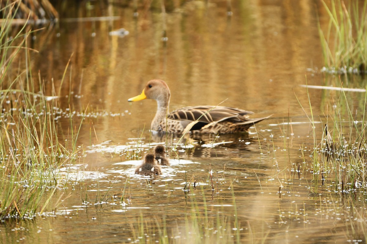 Yellow-billed Pintail - ML643351776