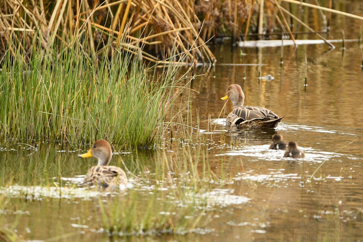 Yellow-billed Pintail - ML643351777