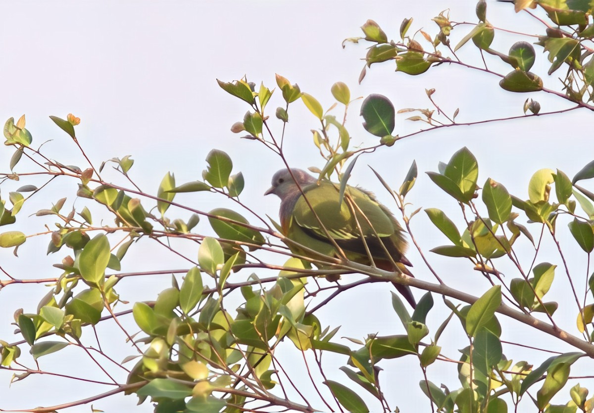 Pink-necked Green-Pigeon - ML643351830