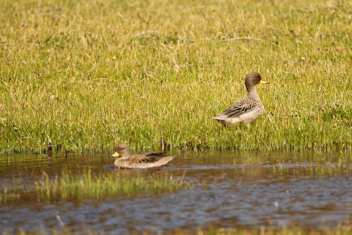 Yellow-billed Teal - ML643351833