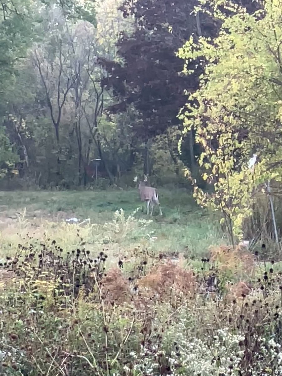 White-tailed Deer - ML643351839