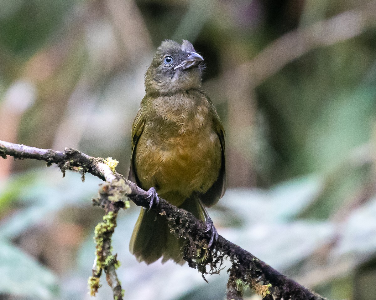 Ochre-breasted Tanager - ML643351875