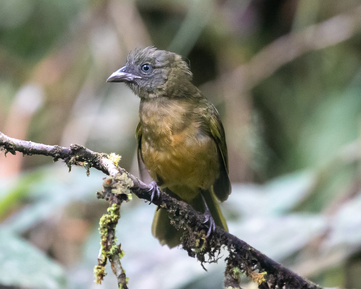 Ochre-breasted Tanager - ML643351876