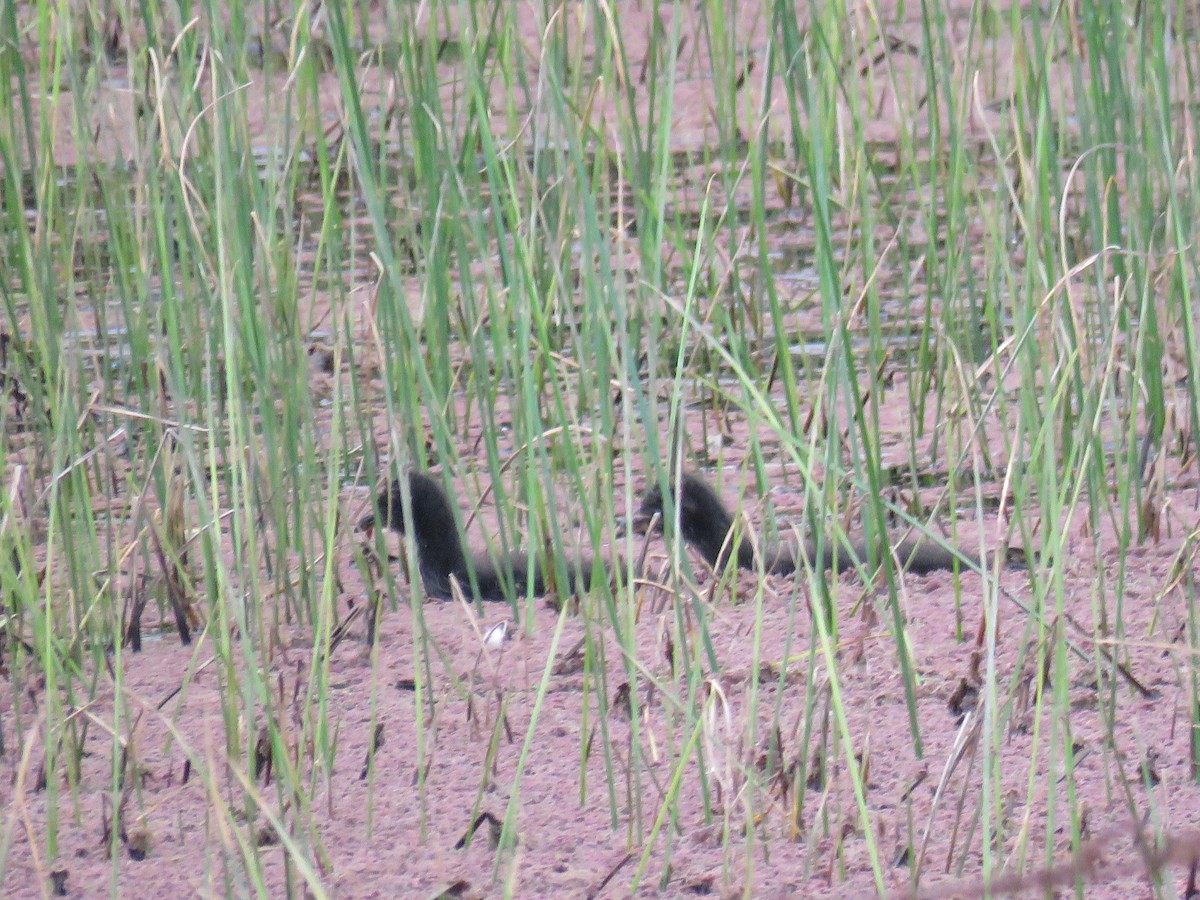Red-fronted Coot - ML643351881