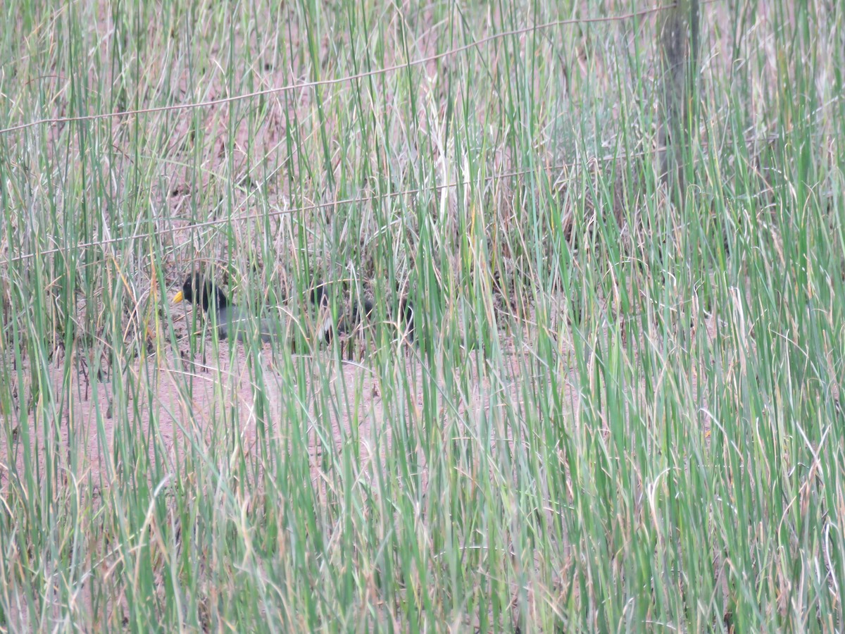 Red-fronted Coot - ML643351883