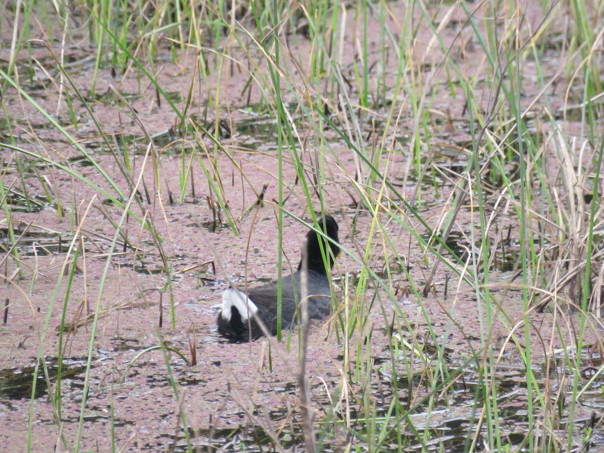 Red-fronted Coot - ML643351884