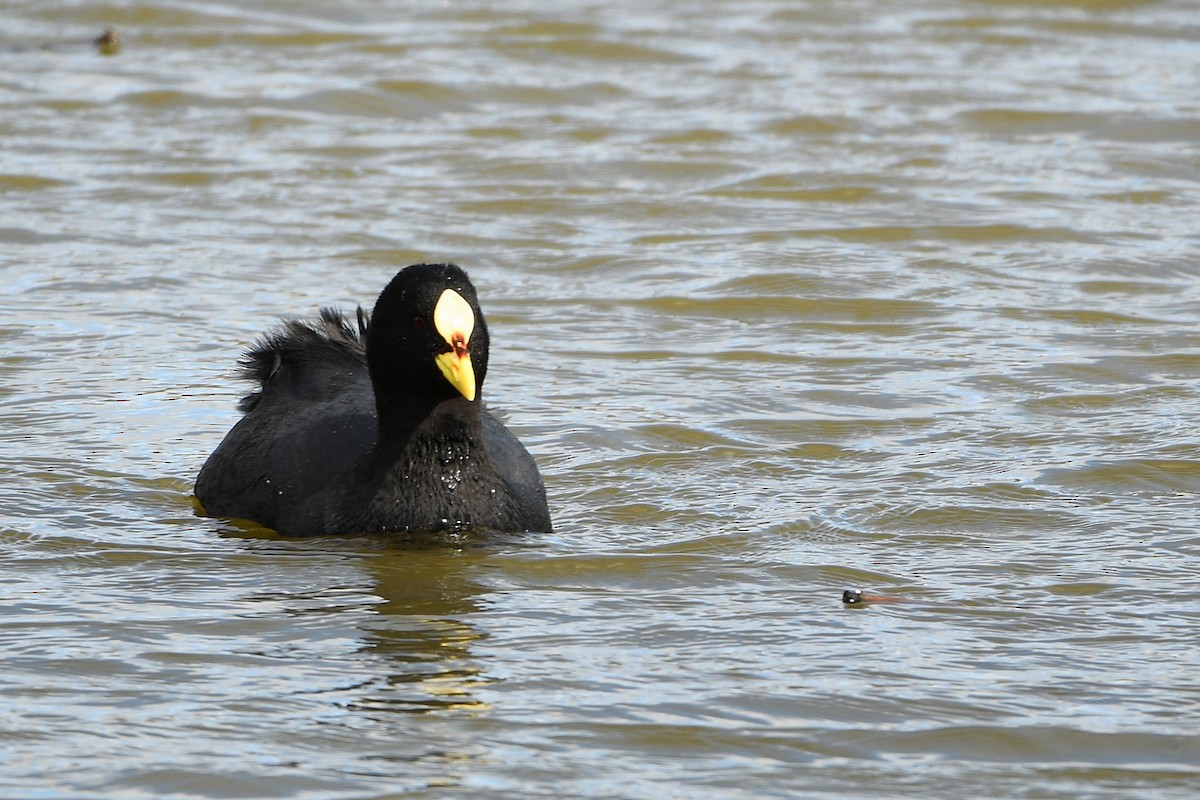 Red-gartered Coot - ML643351889