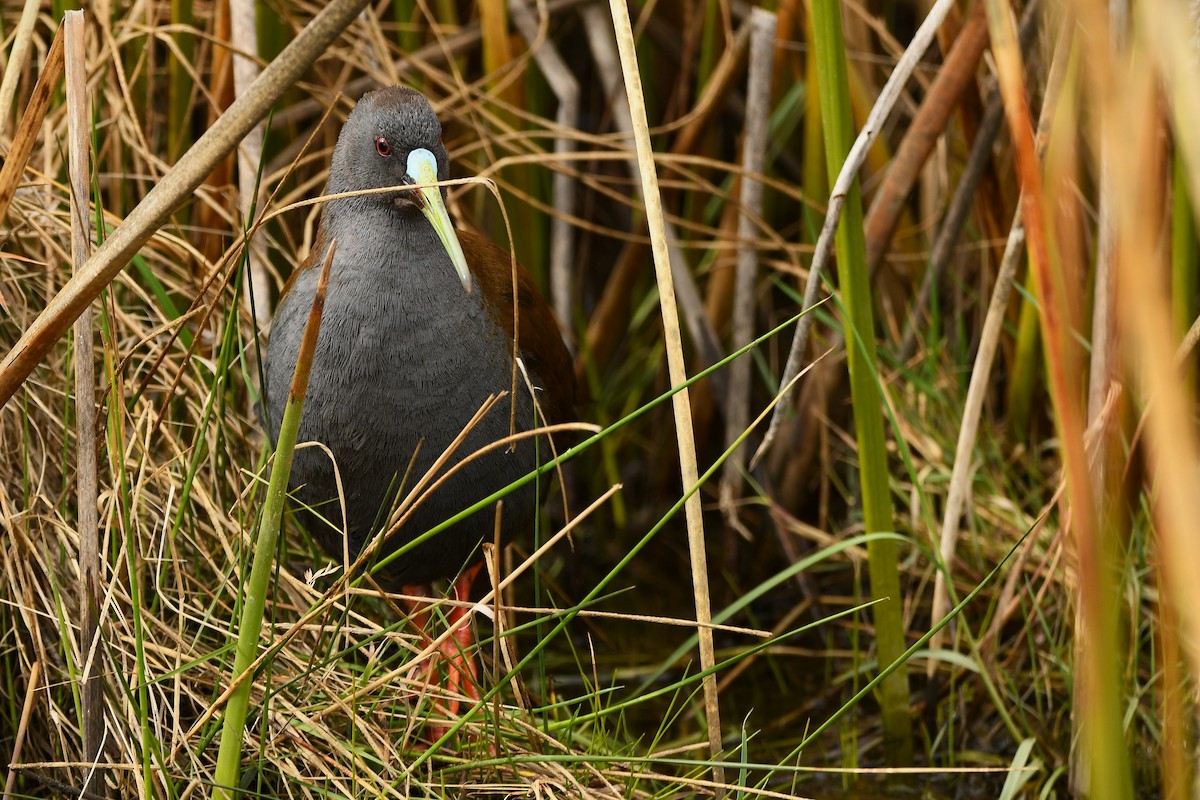 Plumbeous Rail - ML643351943