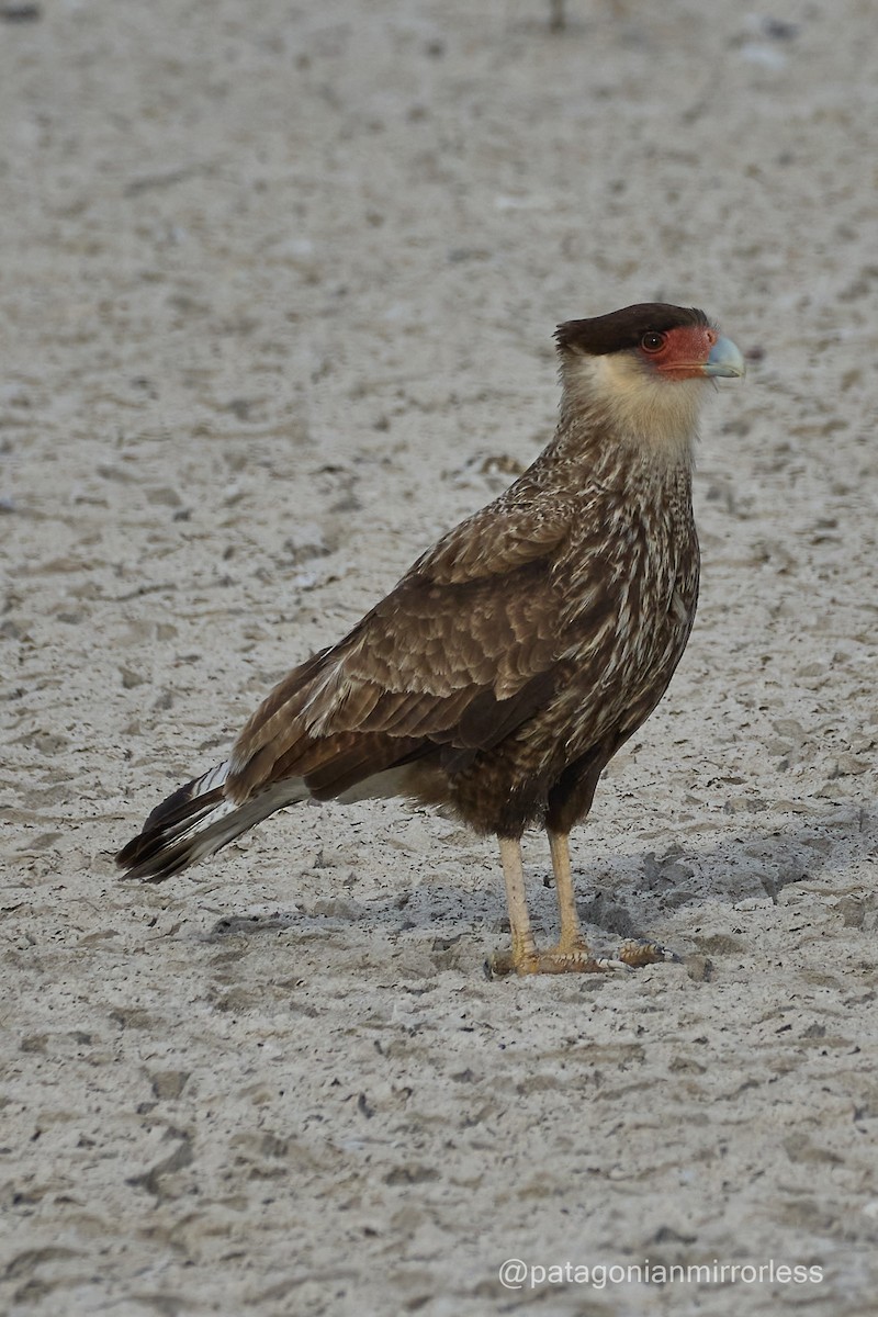 Crested Caracara - ML643351946