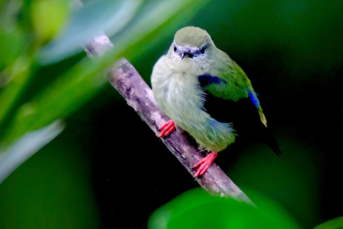 Red-legged Honeycreeper - ML643351983