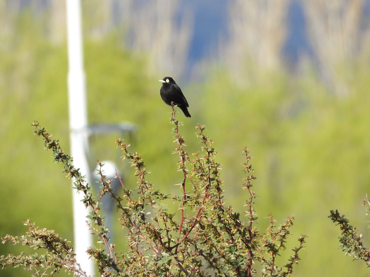 Spectacled Tyrant - ML643351999