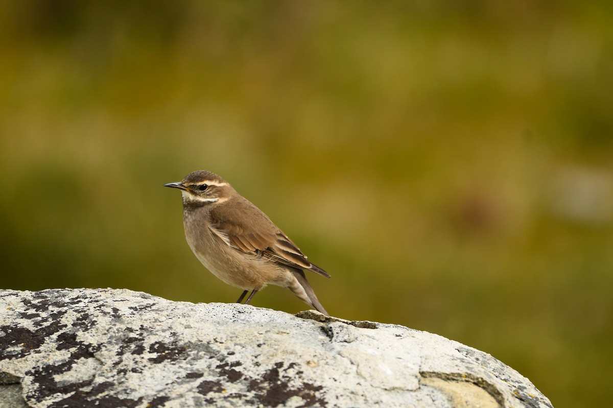Buff-winged Cinclodes - ML643352002