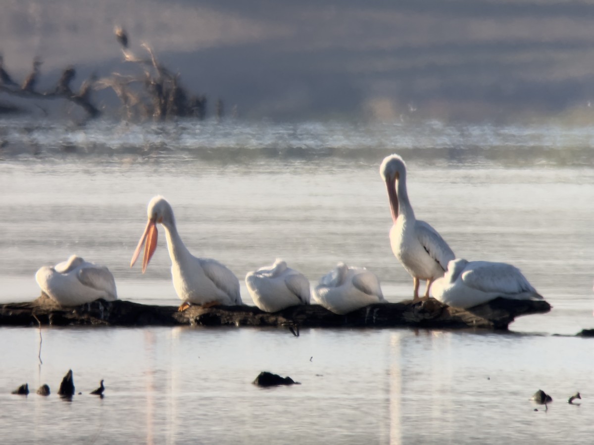 American White Pelican - ML643352004