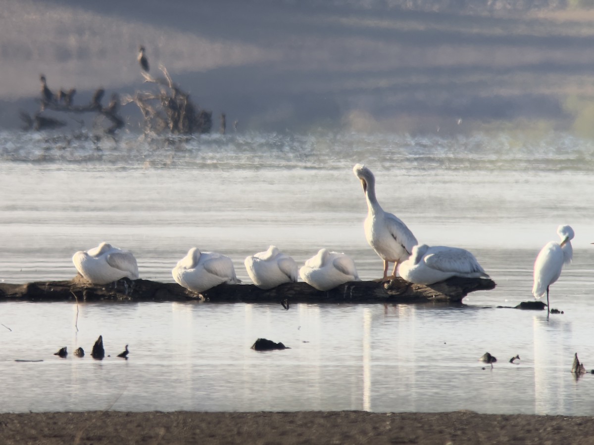 American White Pelican - ML643352005