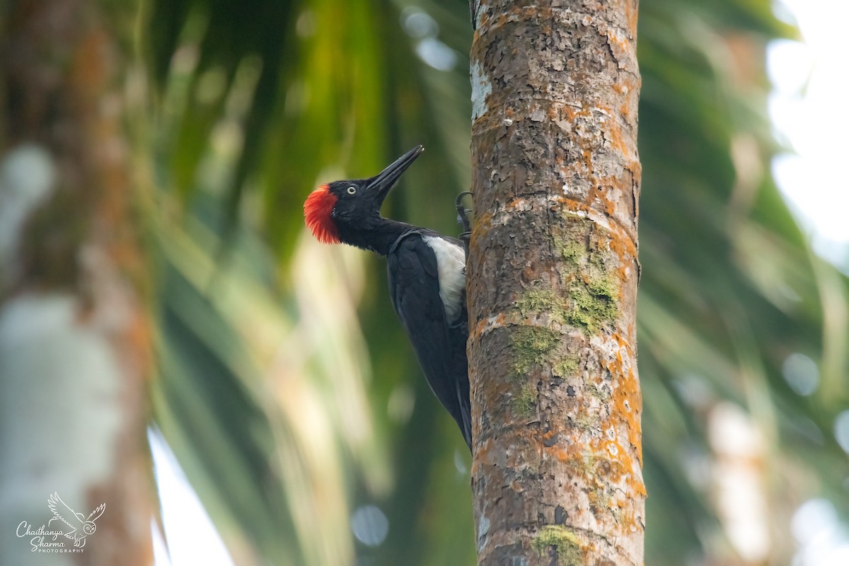 White-bellied Woodpecker - ML643352010