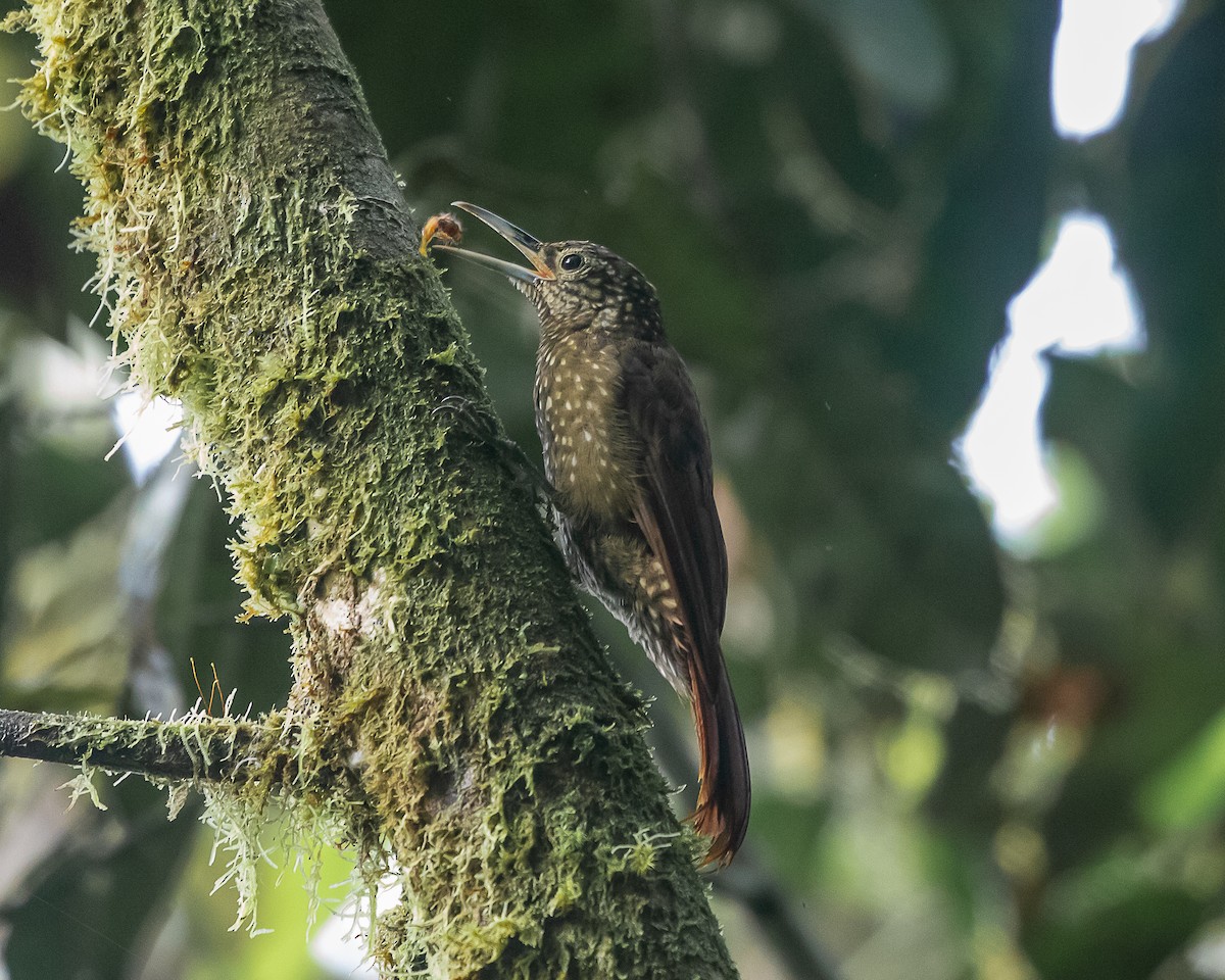 Yeşil Sırtlı Tırmaşık - ML643352017