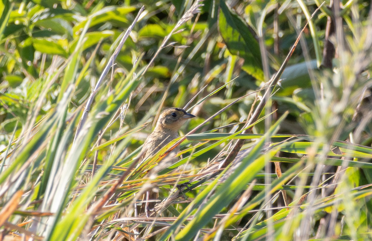 Saltmarsh Sparrow - ML643352018