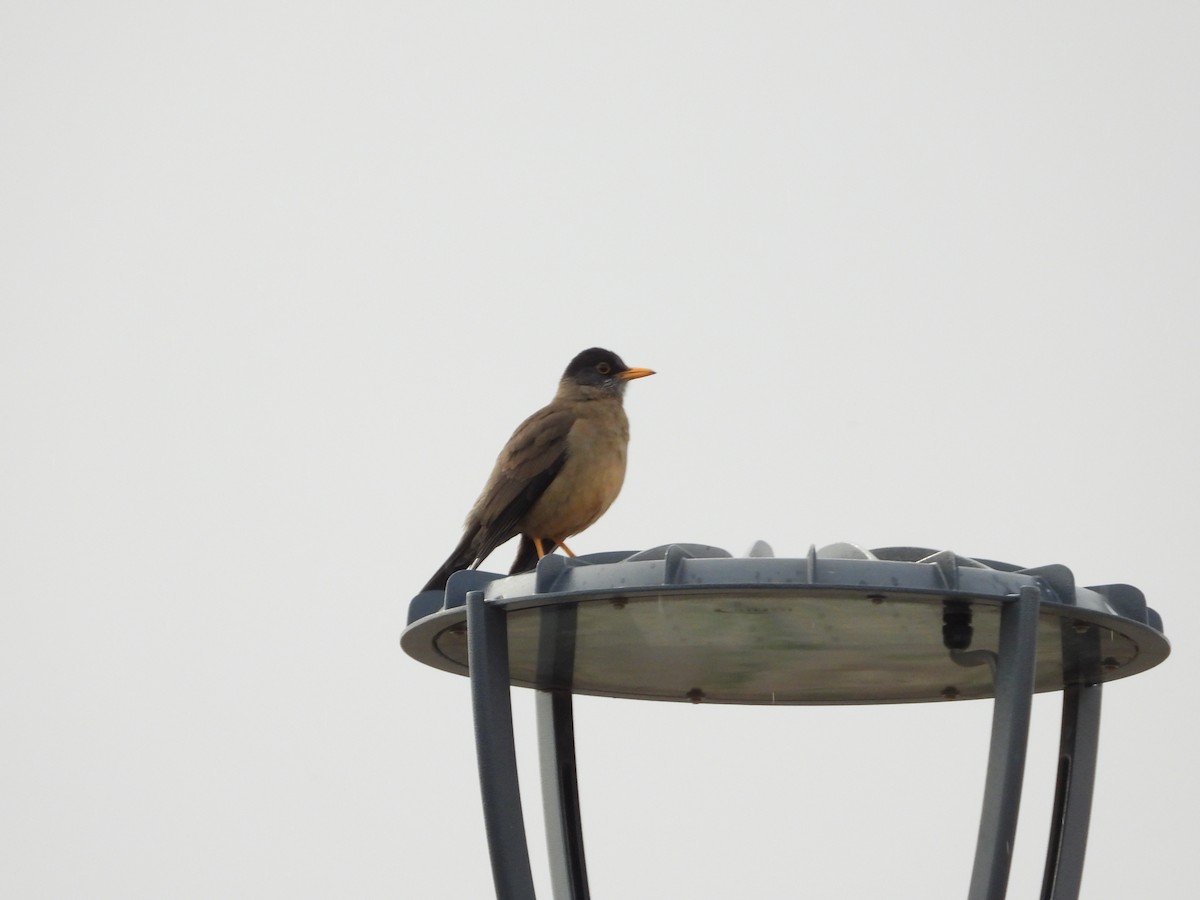 Austral Thrush - ML643352020