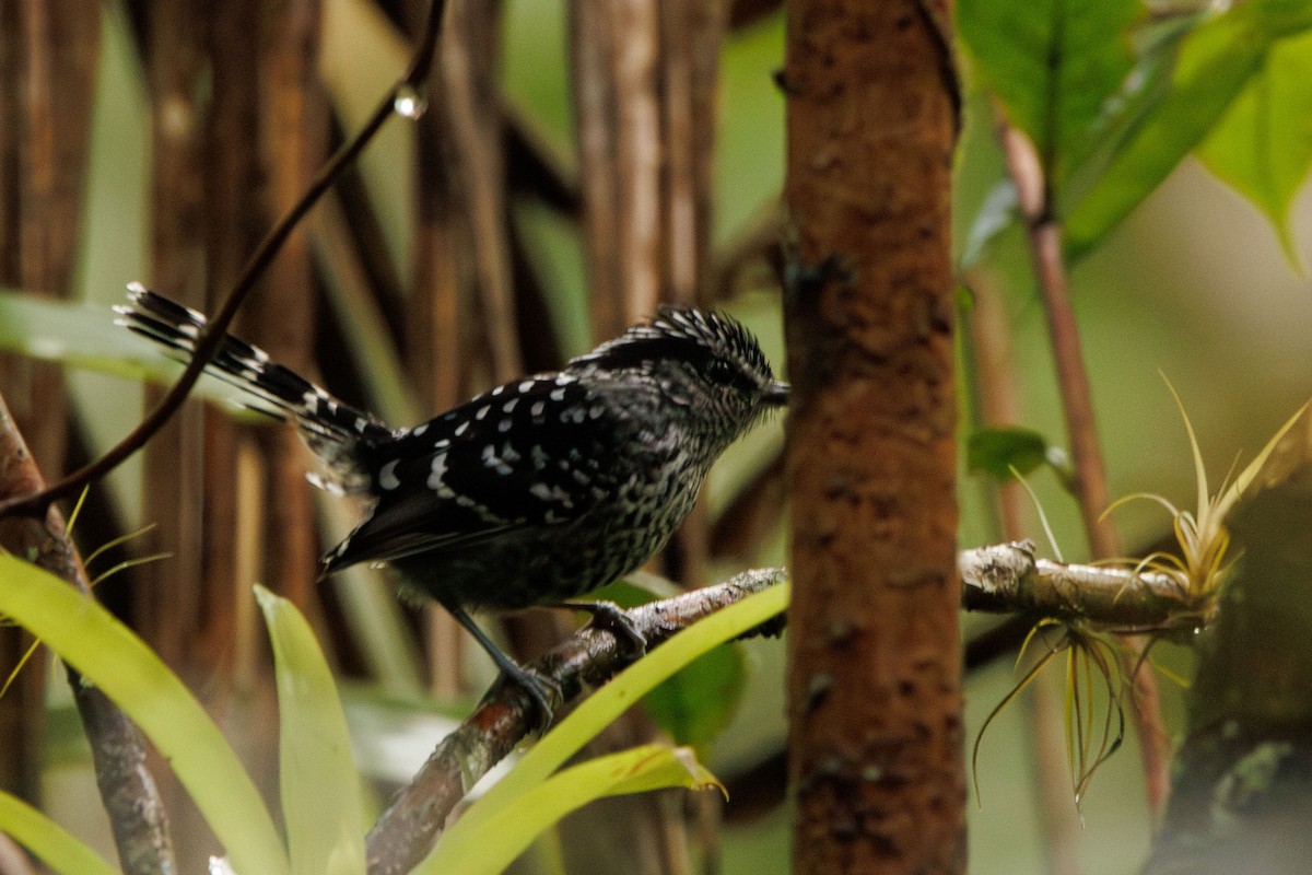 Scaled Antbird - Augusto Rodi
