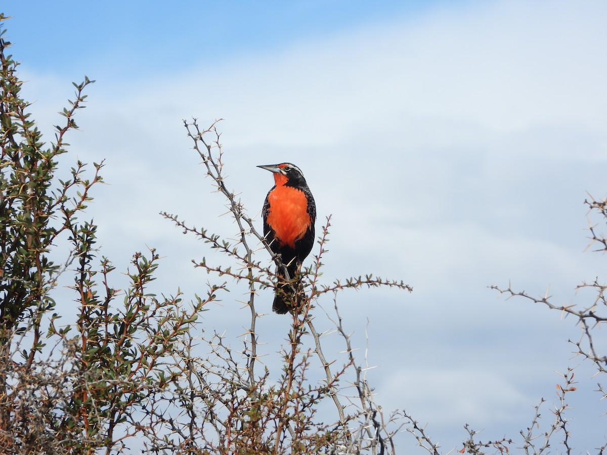 Long-tailed Meadowlark - ML643352046