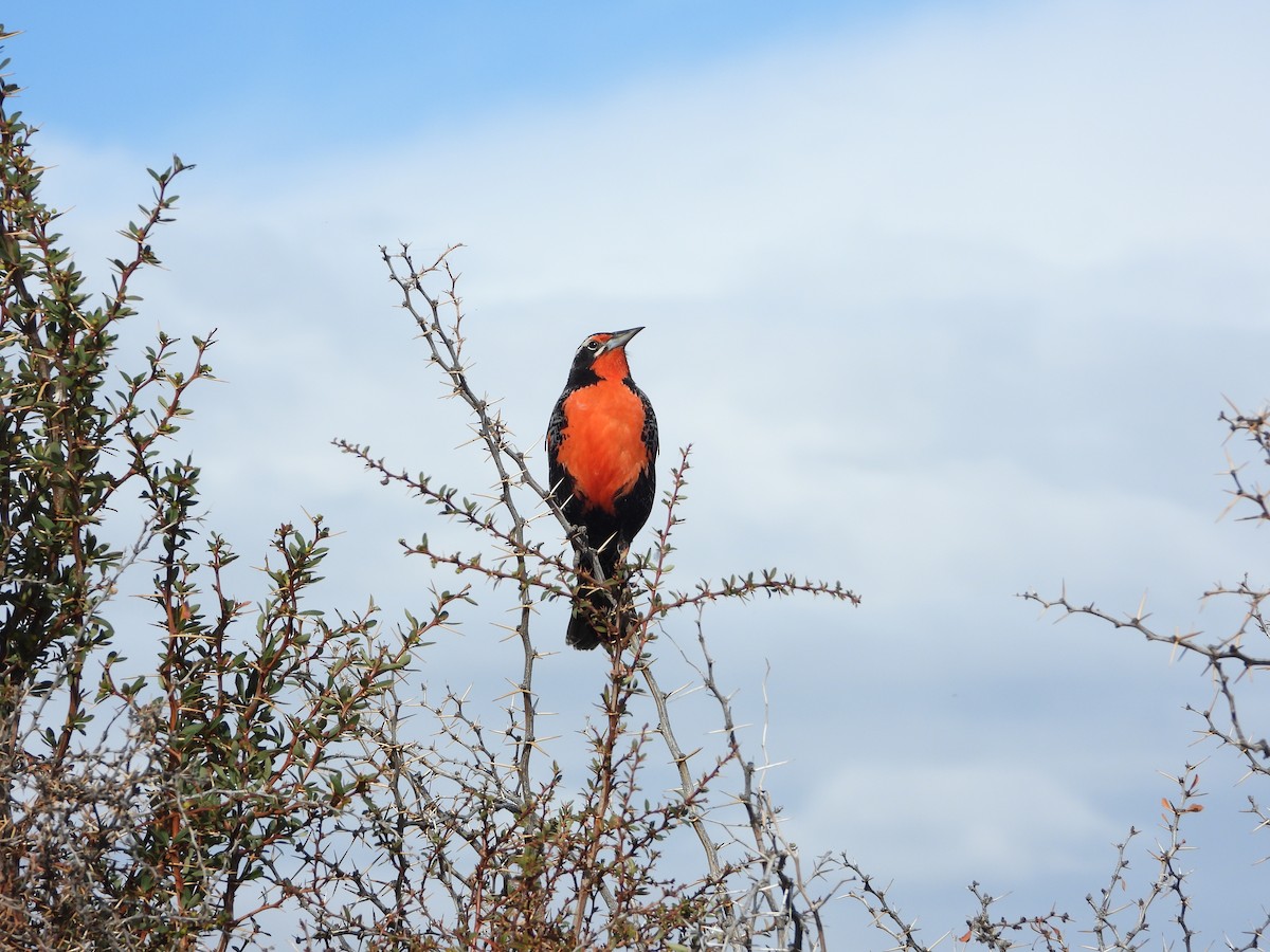 Long-tailed Meadowlark - ML643352047