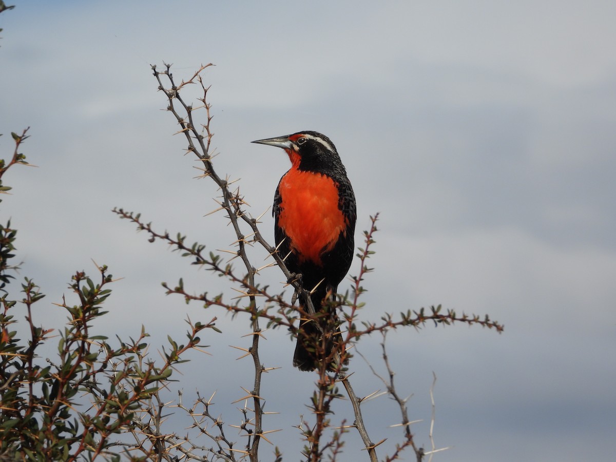 Long-tailed Meadowlark - ML643352048