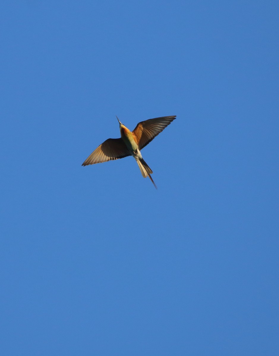 Blue-tailed Bee-eater - ML643352071