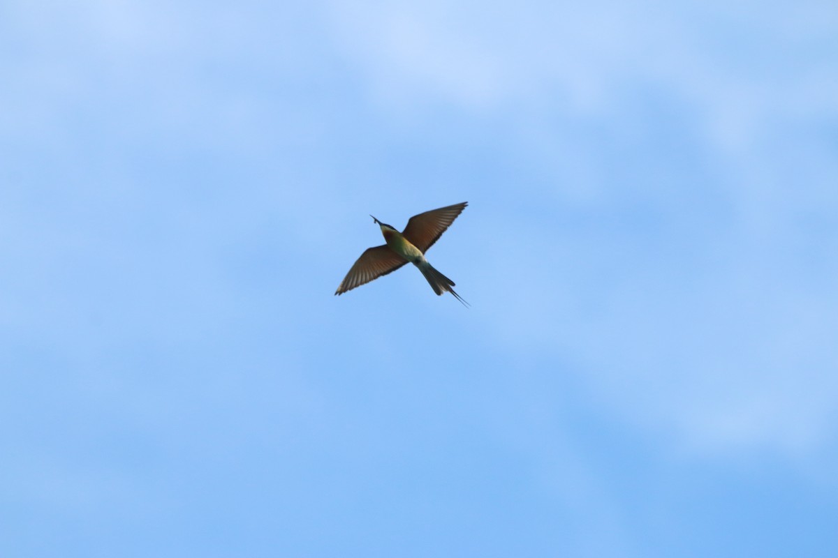Blue-tailed Bee-eater - ML643352072