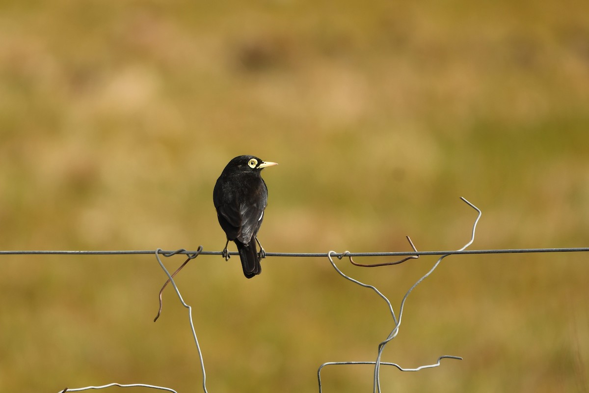 Spectacled Tyrant - ML643352074