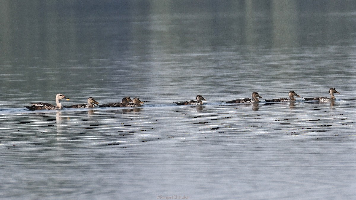 Indian Spot-billed Duck - ML643352076