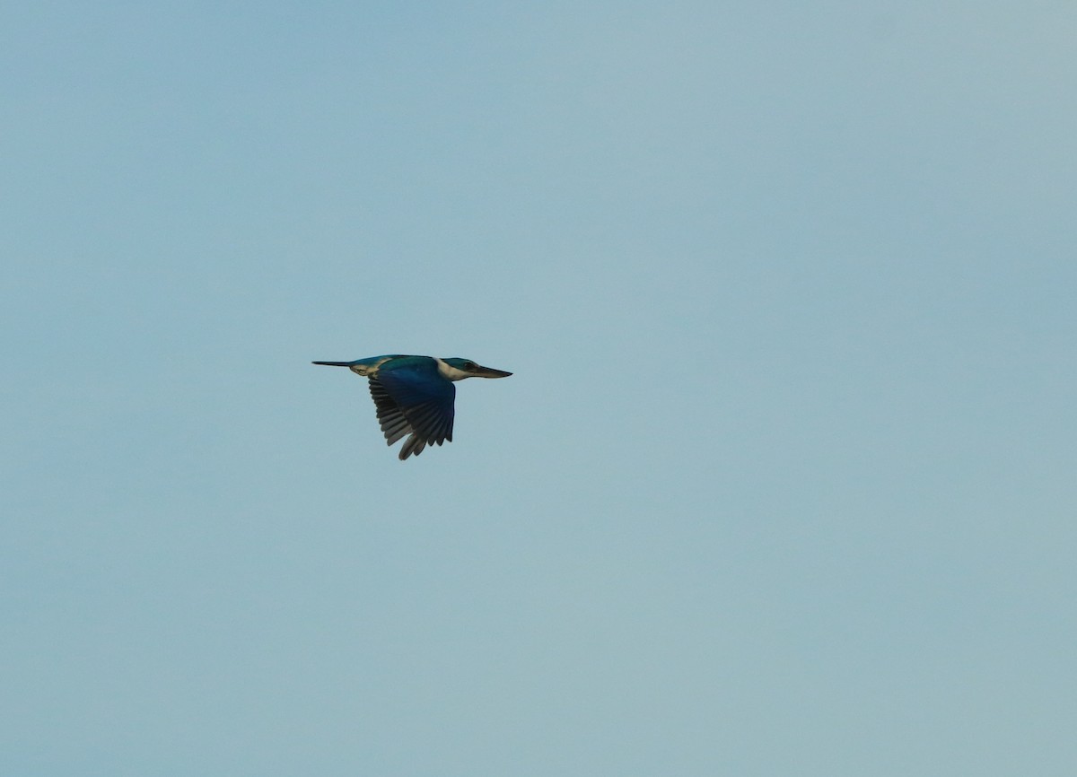 Collared Kingfisher - ML643352085