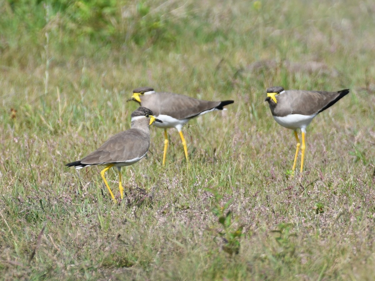 Yellow-wattled Lapwing - ML643352088