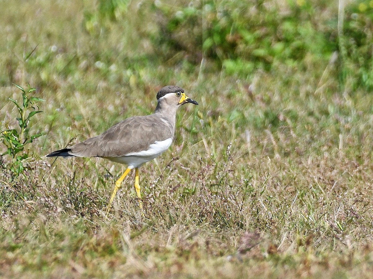 Yellow-wattled Lapwing - ML643352089