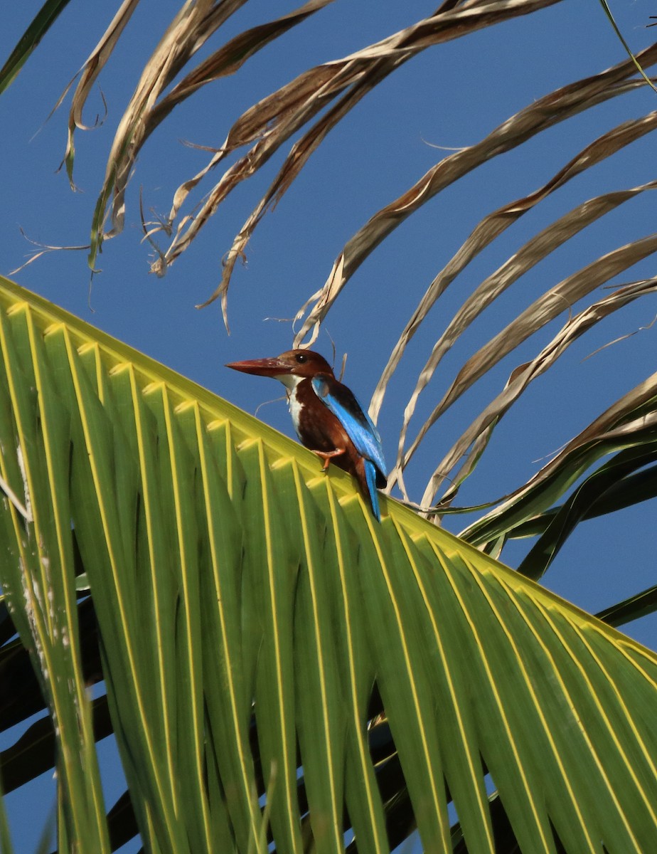 White-throated Kingfisher - ML643352092
