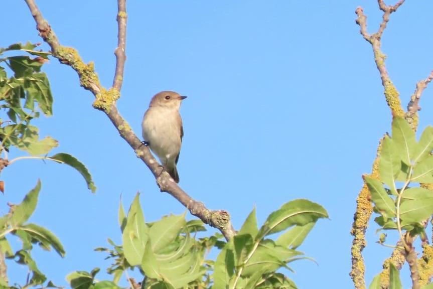 Алаг намнаа - ML643352095