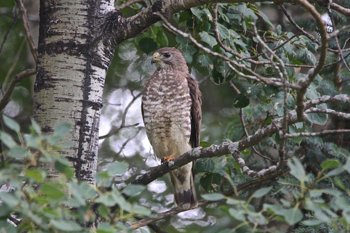 Broad-winged Hawk - Bob Bidney