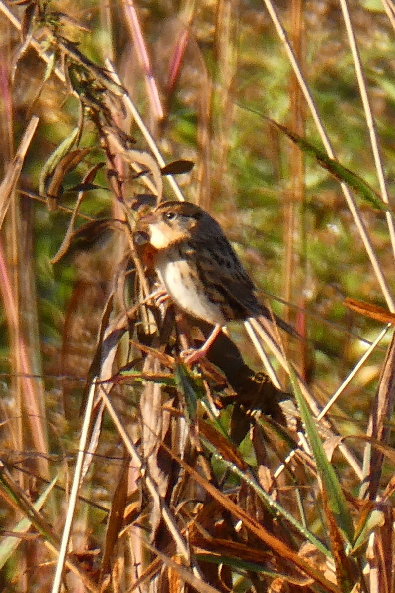 LeConte's Sparrow - ML643352131
