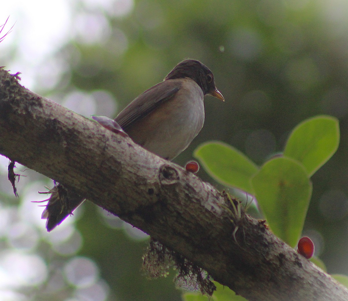 White-necked Thrush - ML643352140