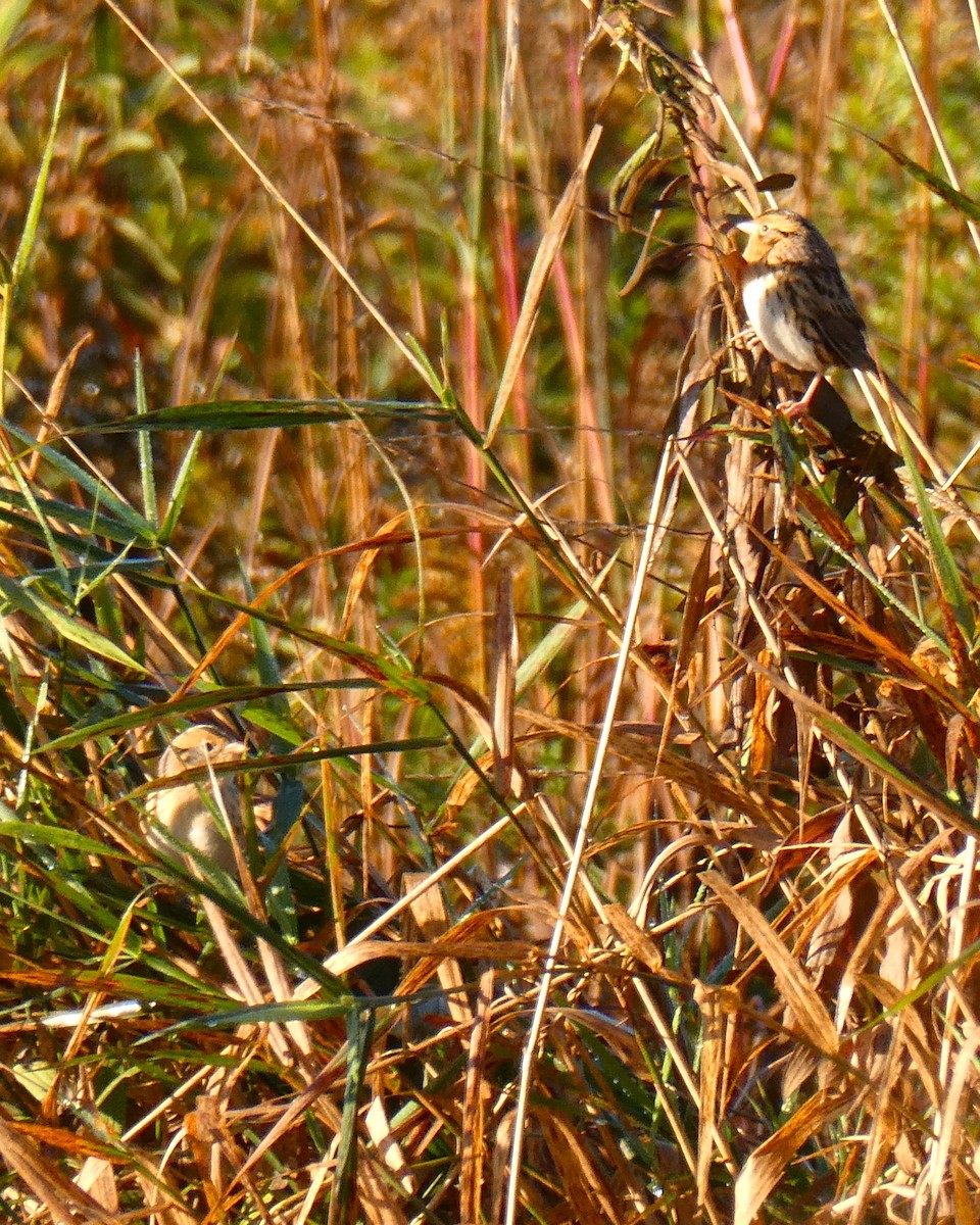 LeConte's Sparrow - ML643352144