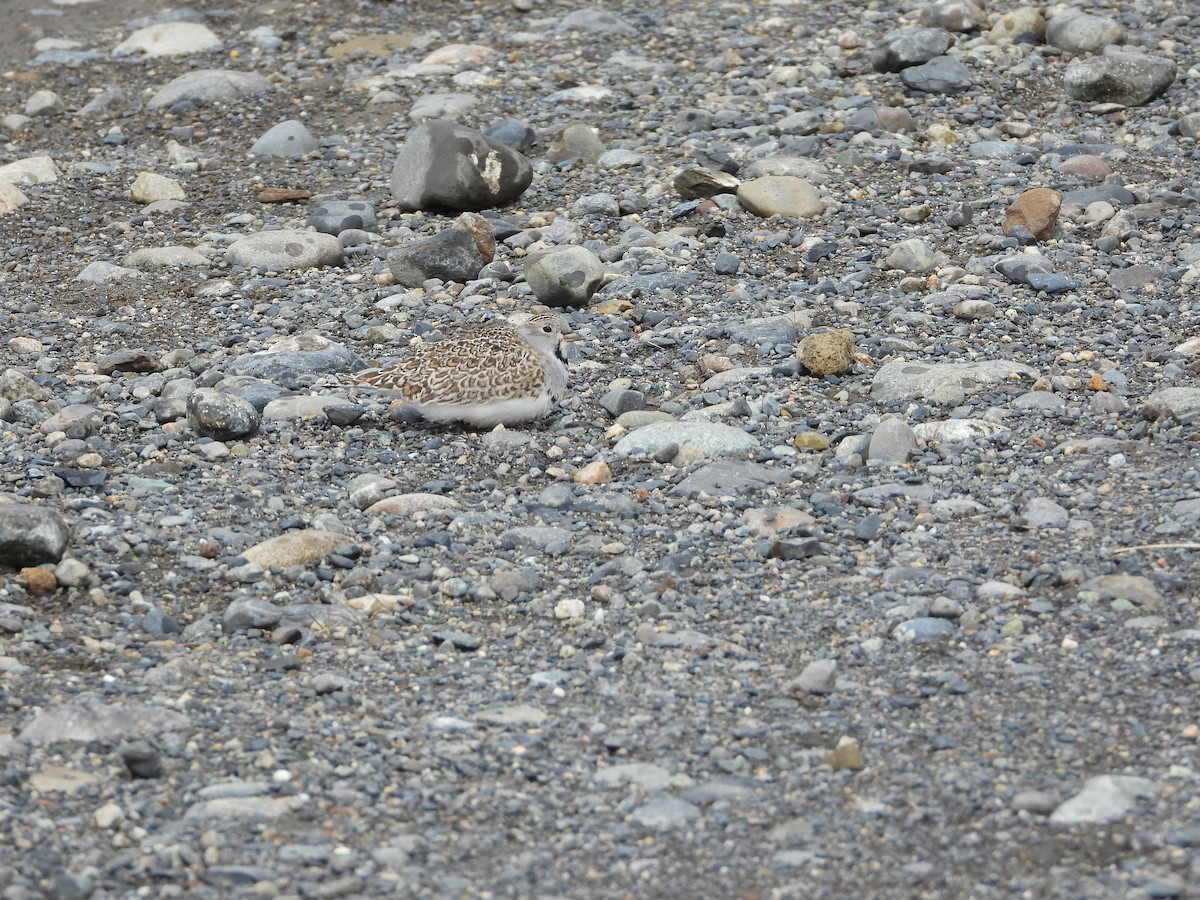 Least Seedsnipe - ML643352160